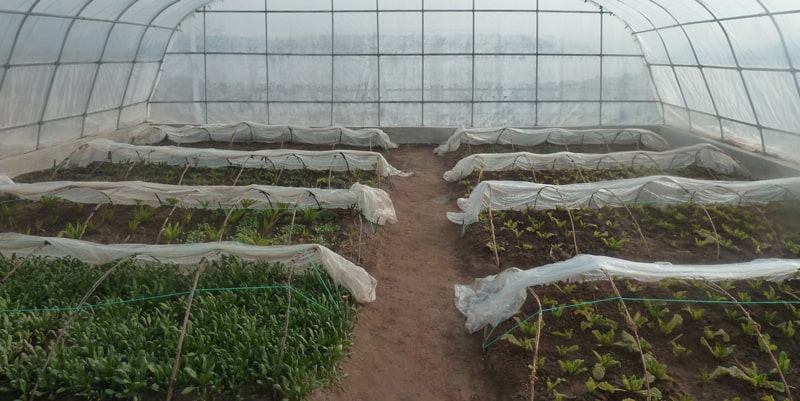 Serre agricole